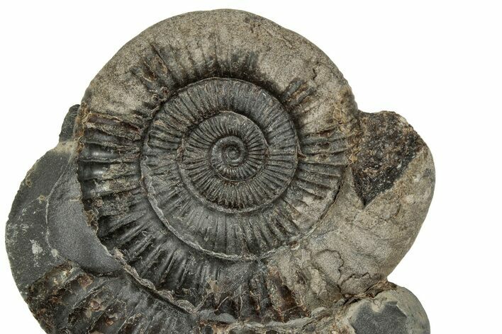 Jurassic Ammonite (Dactylioceras) Fossil - England #351290